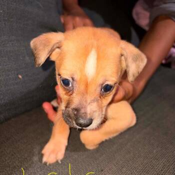 Lola -  Mixed Breed Dog for Adoption in Fredericksburg, Virginia - Lola | PetCurious