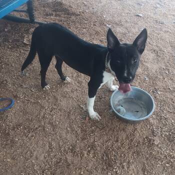 Shiloh -  Pit Bull Terrier Dog for Adoption in North Little Rock, Arkansas - Shiloh | PetCurious