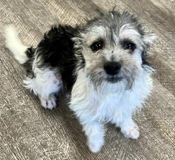 Finn -  Maltese and Terrier Dog for Adoption in Lake Forest, California - Finn | PetCurious