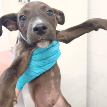 Labrador Retriever Dogs Available for Adoption in Hattiesburg, Mississippi - Ethan | PetCurious