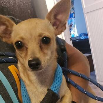 Tiffany -  Chihuahua Dog for Adoption in West Islip, New York - Tiffany | PetCurious