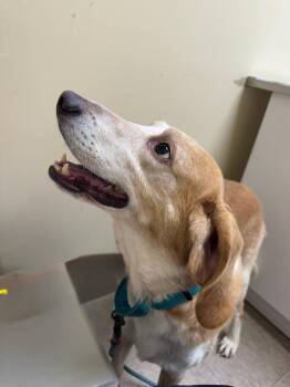 Frankenstein 2 -  Hound Dog for Adoption in Providence Forge, Virginia - Frankenstein 2 | PetCurious