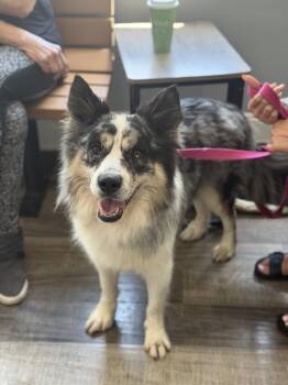 Trax -  Australian Shepherd and Border Collie Dog for Adoption in Mahwah, New Jersey - Trax | PetCurious