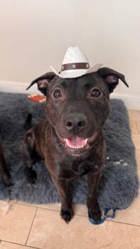 Pit Bull Terrier Dogs Available for Adoption in Roseville, California - Finn | PetCurious