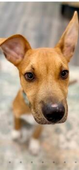 Mixed Breed Dogs Available for Adoption in Cincinnati, Ohio - Branch | PetCurious