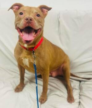 Cupid -  Mixed Breed Dog for Adoption in West Chester, Pennsylvania - Cupid | PetCurious