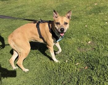 Pit Bull Terrier and Mixed Breed Dogs Available for Adoption - GINGER | PetCurious