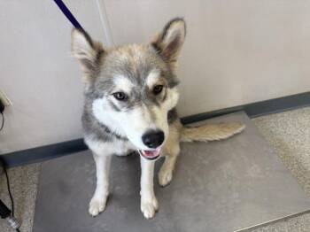 Siberian Husky and Mixed Breed Dogs Available for Adoption in Visalia, California - A253340 | PetCurious