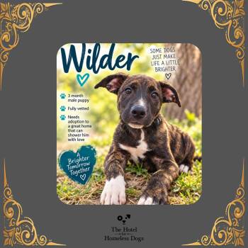 Wilder -  Terrier and Mixed Breed Dog for Adoption in Cumberland, Rhode Island - Wilder | PetCurious