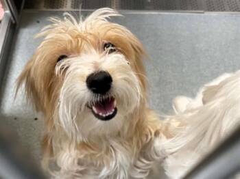 HILLARY -  Maltese and Mixed Breed Dog for Adoption in Tustin, California - HILLARY | PetCurious