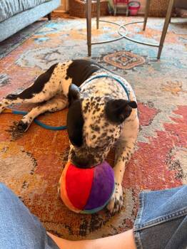 American Staffordshire Terrier Dogs Available for Adoption in San Diego, California - Lola | PetCurious