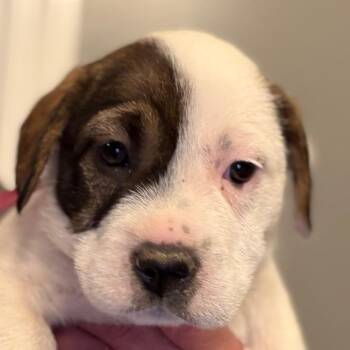 Parson Russell Terrier and Mixed Breed Dogs Available for Adoption in Greenfield, Indiana - Malva - Pink | PetCurious