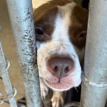 Rescue Mixed Breed Dogs for Adoption in Savannah, Georgia - Caspia | PetCurious