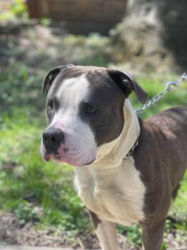 KODA -  American Bully Dog for Adoption in Northlake, Illinois - KODA | PetCurious