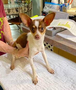 Chihuahua Dogs Available for Adoption in Benton, Louisiana - Sabrinabelle (NOT YET AVAILABLE) | PetCurious