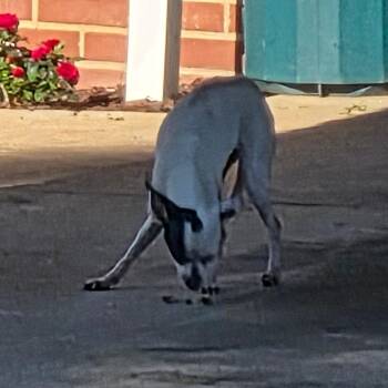 Mixed Breed and Chihuahua Dogs Available for Adoption - 04/11/2026-Stray-TraskDrive | PetCurious