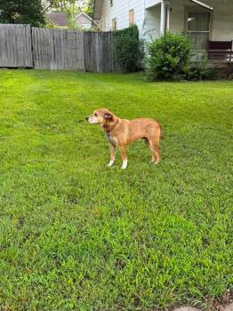 Bru -  Shepherd Dog for Adoption in Murray, Kentucky - Bru | PetCurious