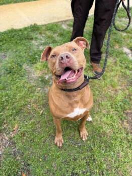 Mixed Breed Dogs Available for Adoption - Kilo - 1 | PetCurious