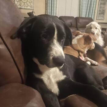 Border Collie and Black Labrador Retriever Dogs Available for Adoption in Royse City, Texas - Arrow | PetCurious