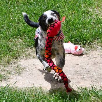 Firework -  Australian Cattle Dog Blue Heeler Dog for Adoption in Beaumont, Texas - Firework | PetCurious