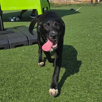 Santa Clara -  Black Labrador Retriever and Mixed Breed Dog for Adoption in Chatham, Virginia - Santa Clara | PetCurious
