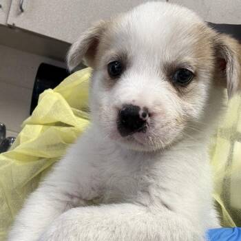 Sal -  Jack Russell Terrier and Mixed Breed Dog for Adoption in San Antonio, Texas - Sal | PetCurious