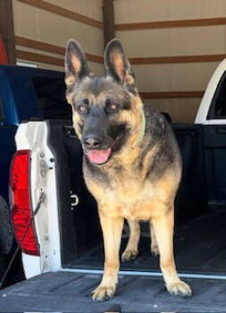 Rescue German Shepherd Dog Dogs for Adoption in Polson, Montana - Grace | PetCurious