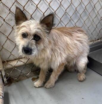 Casper -  Terrier Dog for Adoption in Blue Springs, Missouri - Casper | PetCurious