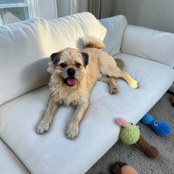 Brussels Griffon Dogs Available for Adoption in Orange, California - Stan | PetCurious