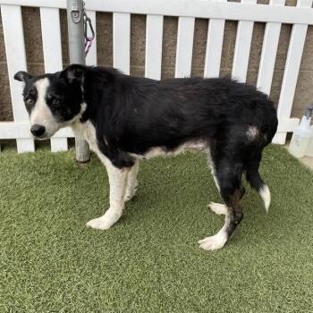 WINNIE -  Border Collie and Mixed Breed Dog for Adoption in Modesto, California - WINNIE | PetCurious