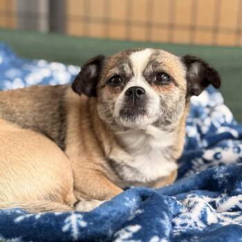 Chihuahua Dogs Available for Adoption in Greenville, South Carolina - Ashley | PetCurious