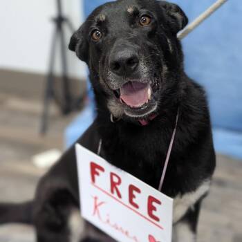 Shepherd and Mixed Breed Dogs Available for Adoption in Buchanan Dam, Texas - Shadow | PetCurious