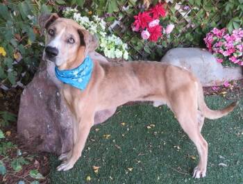 SPENCER -  Catahoula Leopard Dog and Mixed Breed Dog for Adoption in Oklahoma City, Oklahoma - SPENCER | PetCurious
