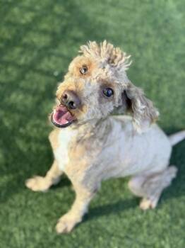 Morgan -  Miniature Poodle Dog for Adoption in Sacramento, California - Morgan | PetCurious