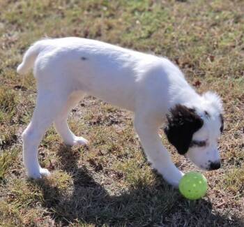 Birdie -  Great Pyrenees and Labrador Retriever Dog for Adoption in Morrilton, Arkansas - Birdie | PetCurious