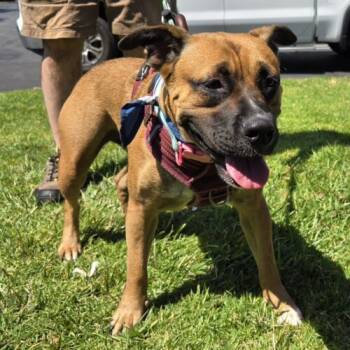 Rescue Boxer and Pit Bull Terrier Dogs for Adoption in San Juan Capistrano, California - DAISY | PetCurious