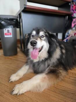 Alaskan Malamute Dogs Available for Adoption in Attica, Indiana - Kaya | PetCurious