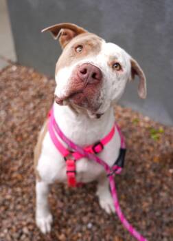 Rescue Pit Bull Terrier Dogs for Adoption in El Paso, Texas - Robyn | PetCurious