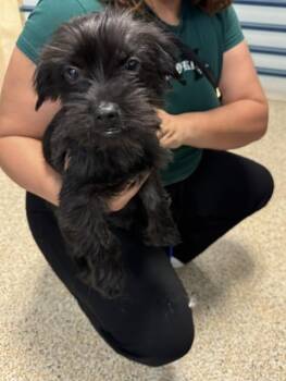 MILO -  Schnauzer Dog for Adoption in Doral, Florida - MILO | PetCurious