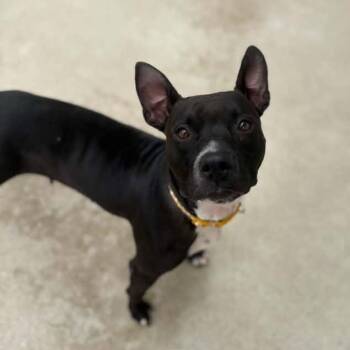 Champagne -  Pit Bull Terrier Dog for Adoption in Martinsville, Indiana - Champagne | PetCurious