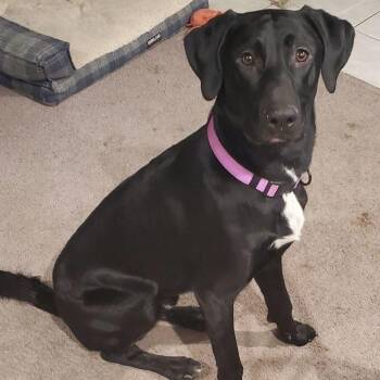 Rescue German Shorthaired Pointer and German Shepherd Dog Dogs for Adoption in San Francisco, California - Blackjack | PetCurious