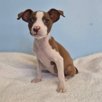 Cordelia -  Whippet Dog for Adoption in Wahiawa, Hawaii - Cordelia | PetCurious