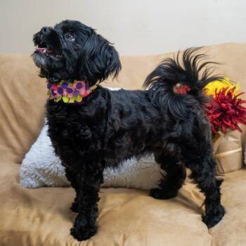 Havanese and Shih Tzu Dogs Available for Adoption in Washington, Pennsylvania - Sophia | PetCurious
