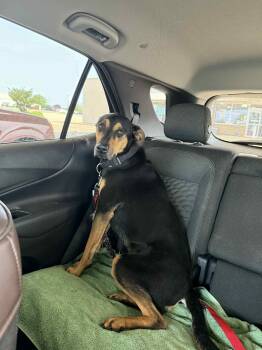 Rescue Mixed Breed Dogs for Adoption in Kempner, Texas - Romeo | PetCurious