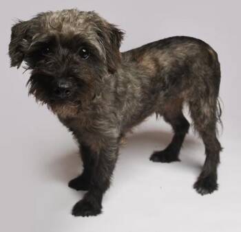 Vince in TX -  Schnauzer Dog for Adoption in Cranston, Rhode Island - Vince In TX | PetCurious