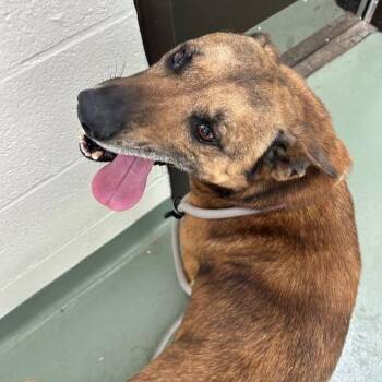 Shepherd and Mixed Breed Dogs Available for Adoption in Lyndhurst, Virginia - SVAS-Stray-38448 | PetCurious