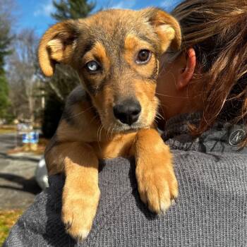 Rescue Husky Dogs for Adoption in Eastford, Connecticut - NY Sussie Avail Nov 23 (Choice Pet Carmel) | PetCurious