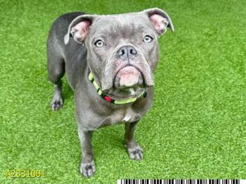 Mixed Breed Dogs Available for Adoption in West Palm Beach, Florida - MEEKA | PetCurious