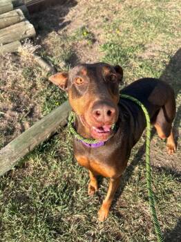 Doberman Pinscher and Mixed Breed Dogs Available for Adoption - Iggy | PetCurious