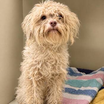 Scruffles -  Maltese and Mixed Breed Dog for Adoption in East St. Louis, Illinois - Scruffles | PetCurious